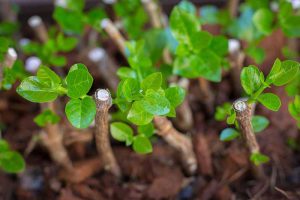 plant